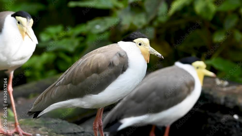 A group of masked lapwing (Vanellus miles) white and grey with yellow Australian birds in the jungle. A group of masked lapwing (Vanellus miles) white and grey with yellow Australian birds in the jungle.