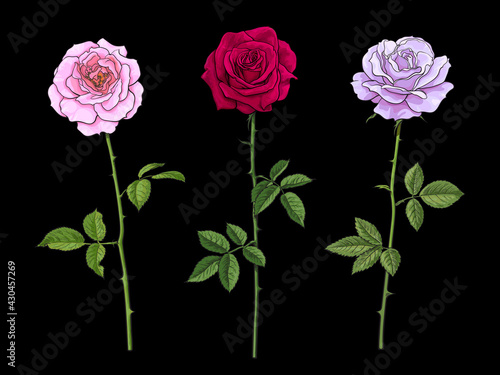Three rose flowers pink red and pale lavender with leaves and stems isolated on black background. Hand drawn vector illustration.
