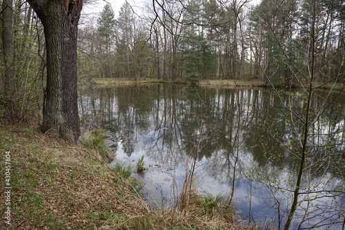 The forest in Grochowa, Poland photo