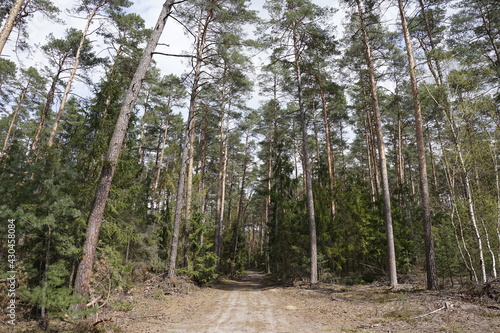 The forest in Grochowa, Poland photo