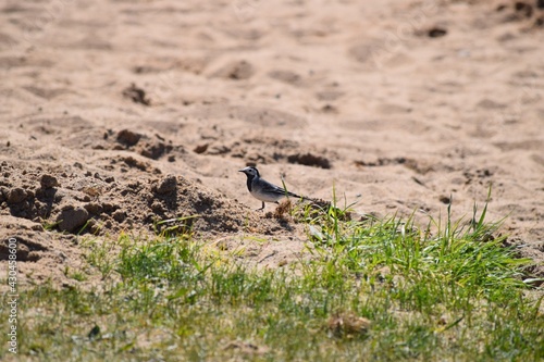 White wagtail on the sandy Beach