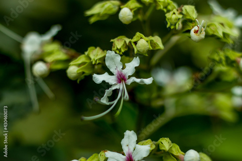 Beautiful white and red-pink flower plants called Wallich's glory bower