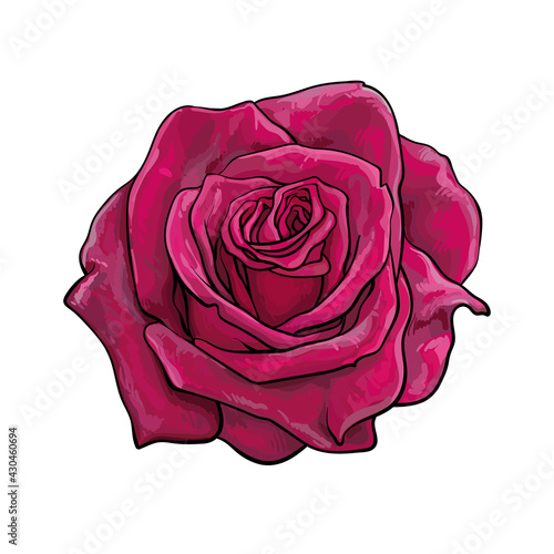 Realistic hand drawn dark red rose flower fully open. Vector illustration isolated on white background.