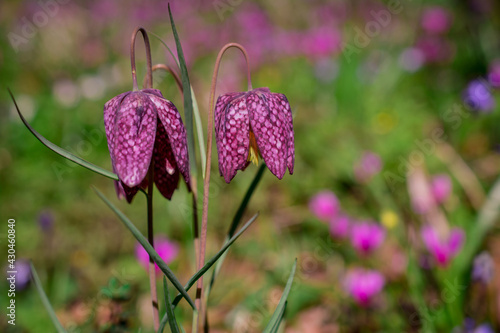 beautiful  fritillaria meleagris, chess flowers in garden photo