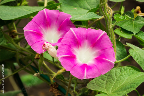 The common morning glory (lat. Ipomoea purpurea), of the family Convolvulaceae.