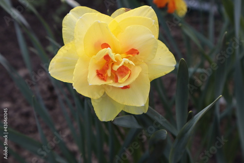 Yellow terry daffodil grows in spring flower beds.