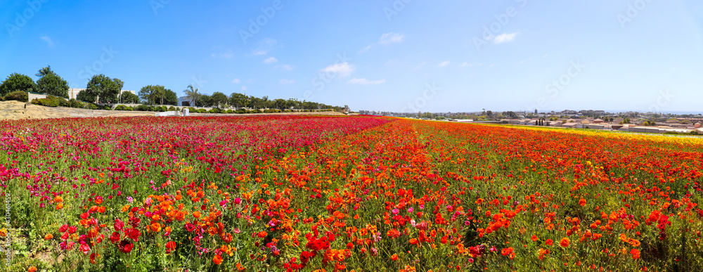 Obraz oszałamiająca panorama rozległych akrów kolorowych kwiatów maku otoczonych soczyście zielonymi liśćmi i łodygami z błękitnym niebem i chmurami na wiosnę w The Flower Fields w Carlsbad w Kalifornii