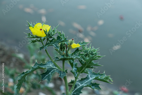 Bermuda thistle or Argemone mexicana Poppy plant yellow flower photo