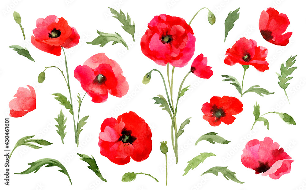 Red poppies. Hand drawn watercolor meadow flowers illustration on white background. Red poppies. Hand drawn watercolor meadow flowers illustration on white background.