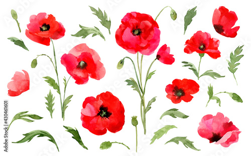 Red poppies. Hand drawn watercolor meadow flowers illustration on white background.  © Elena