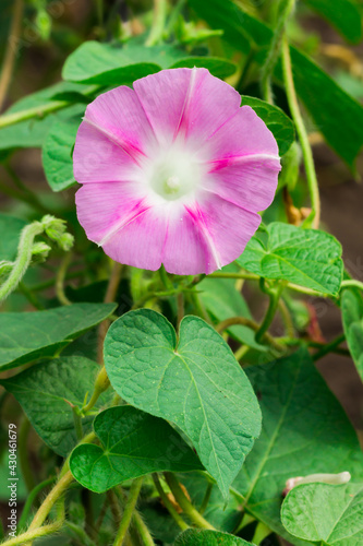 The common morning glory (lat. Ipomoea purpurea), of the family Convolvulaceae.