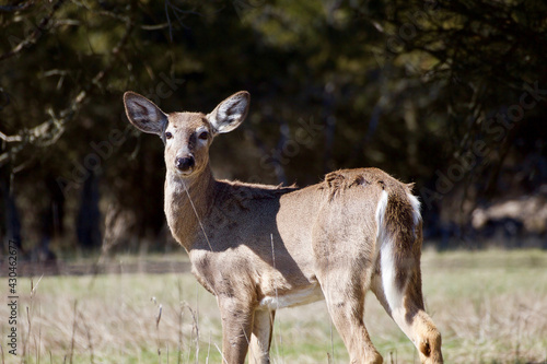 White-tailed deer in a meadow on Amherst Island in Canada