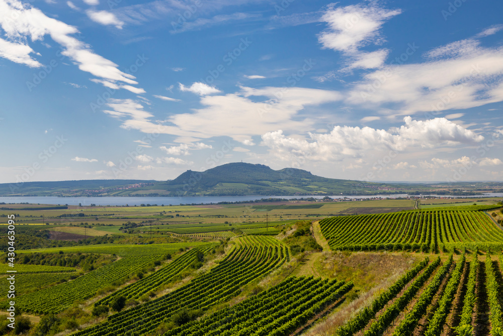 Vineyards near Nove Mlyny reservoir with Palava in Southern Moravia, Czech Republic