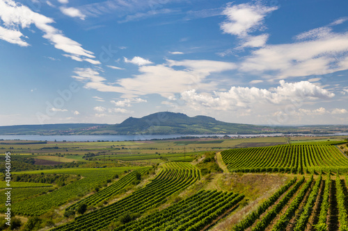 Vineyards near Nove Mlyny reservoir with Palava in Southern Moravia  Czech Republic