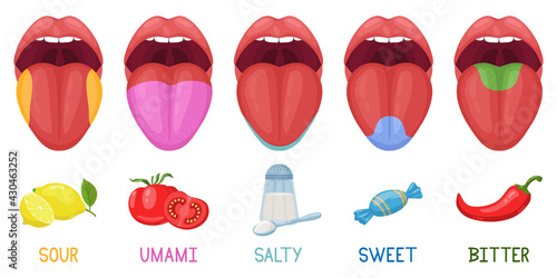 Cartoon human taste areas. Tongue taste receptors, sour, sweet, bitter, salty and umami tastes. Human tongue taste zones vector illustration set