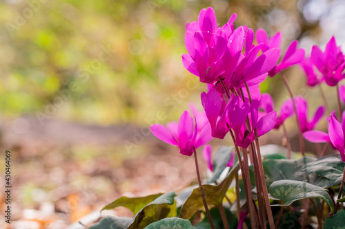 colorful cyclamen flower in spring garden photo