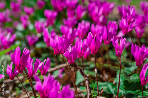 colorful cyclamen flower in spring garden photo