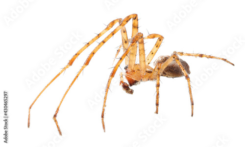long legs light brown isolated orb-weaver spider