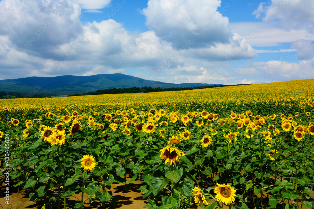 pole kwitnących słoneczników, Helianthus, yellow sunflowers against a blue sky with feathery clouds