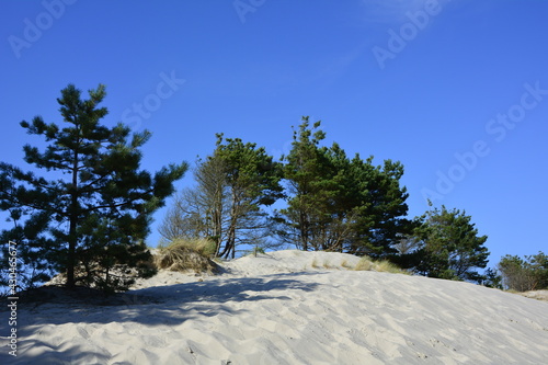 Fototapeta Naklejka Na Ścianę i Meble -  wydmy nadmorskie latem, pine trees on a sandy coastal dune, sandy coastal dune