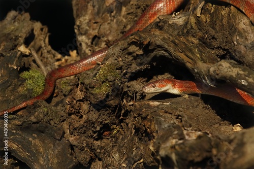 A Corn snake (Pantherophis guttatus or Elaphe guttata) on the old brown branch before a hunt.