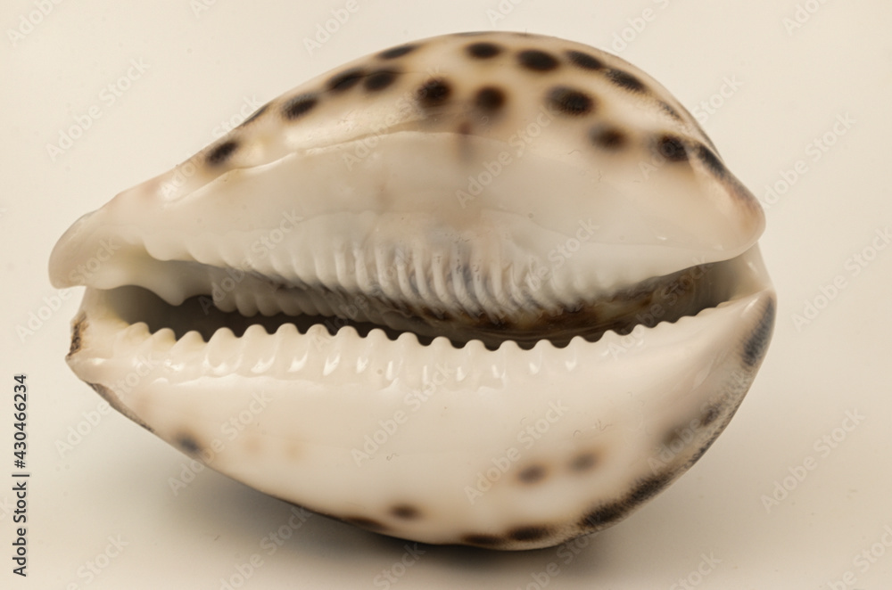 close-up of Cypraea tigris, commonly known as the tiger cowrie. close-up of Cypraea tigris, commonly known as the tiger cowrie.