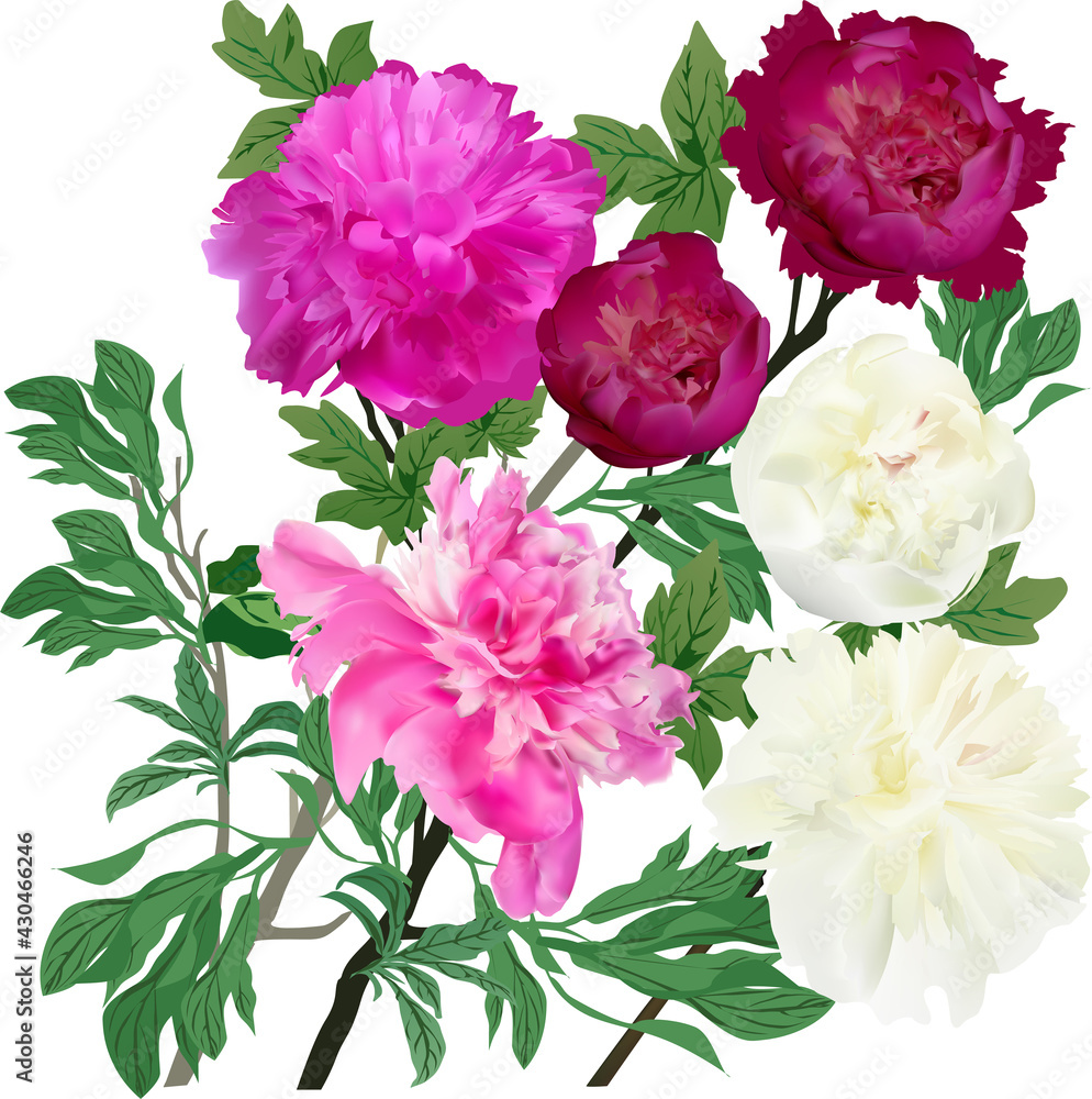 six peony flowers bunch isolated on white