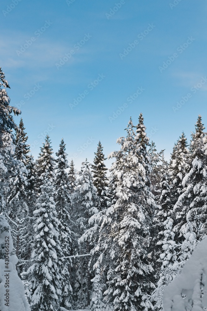 Snow-covered trees against the blue sky on the island of Frosön in Sweden Snow-covered trees against the blue sky on the island of Frosön in Sweden