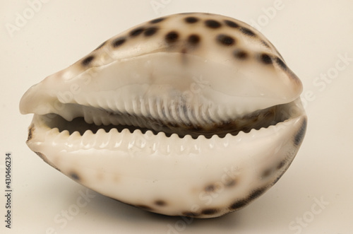 close-up of Cypraea tigris, commonly known as the tiger cowrie.