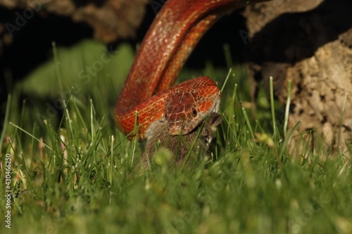 A Corn snake (Pantherophis guttatus or Elaphe guttata) after hunt eating a mouse.