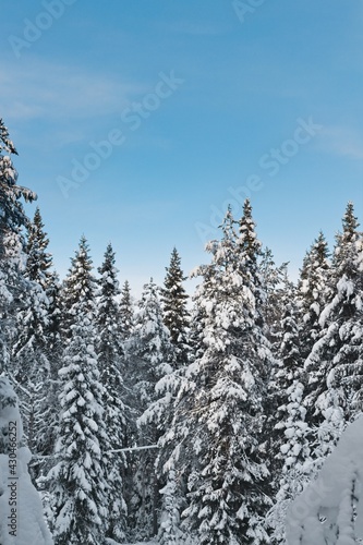 Snow-covered trees against the blue sky on the island of Fros  n in Sweden