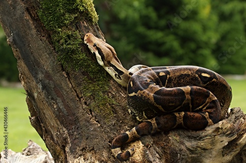 The boa constrictor (Boa constrictor), also called the red-tailed boa or the common boa, on the old branche before a hunt.