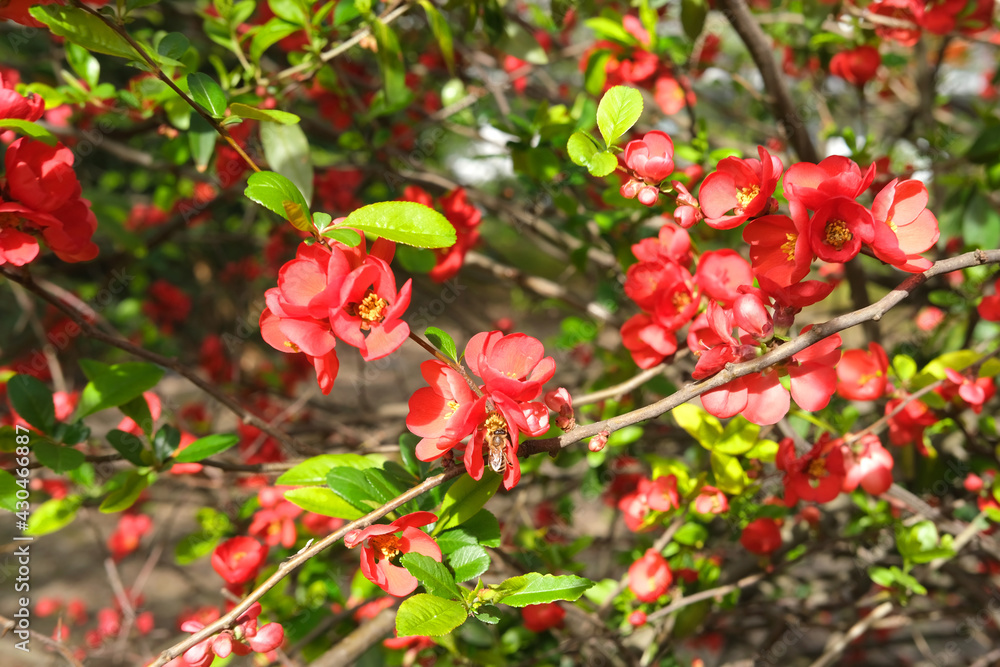 close-up of red flowering branches of ornamental shrub Chaenomeles japonica, bees collect nectar, concept of gardening, seasonal gardening, study and care of plants
