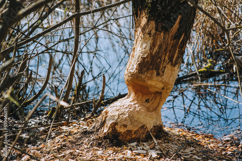 Bitten, gnawed by the teeth of a rodent beaver, a spoiled tree with fallen bark stands in the forest near the river in spring.