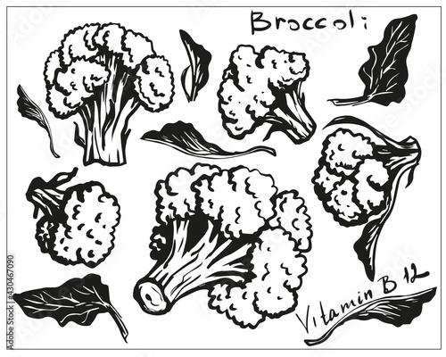 broccoli, hand drawn cabbage set, linear, black and white vegetable, healthy eating, wholesome food, vegetarian, vitamin b12, stylized vector graphics