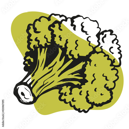 broccoli, hand drawn cabbage, linear, black and white vegetable, healthy eating, wholesome food, vegetarian, vitamin b12, stylized vector graphics