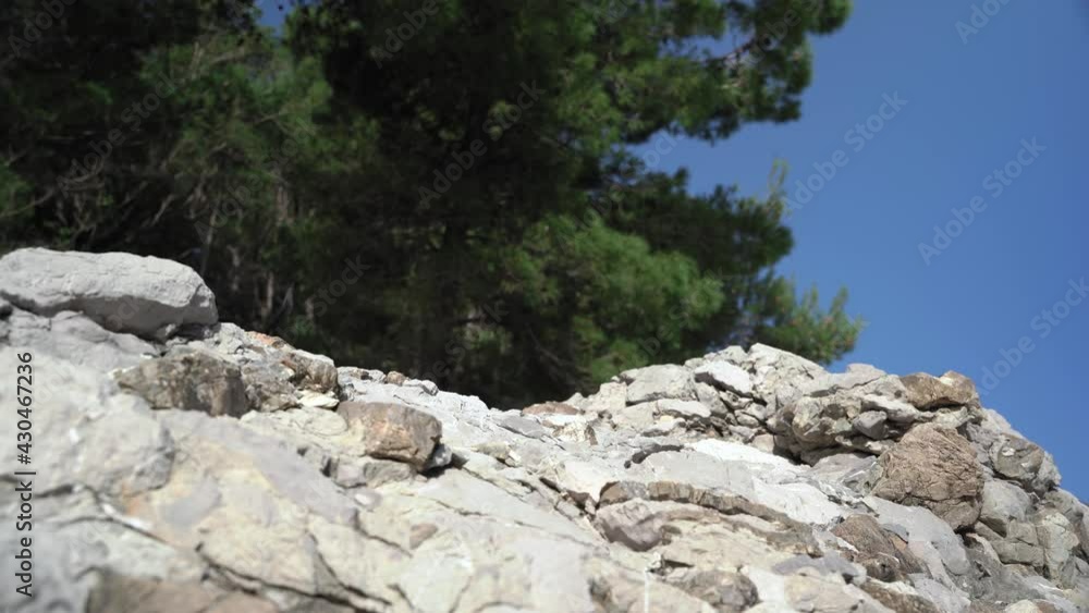 Cute small dachshund dog alpinist in pink t-shirt and vest on leash climbs on steep cliff on sunny summer day. Cute small dachshund dog alpinist in pink t-shirt and vest on leash climbs on steep cliff on sunny summer day.