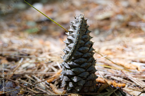 caterpillar on pine cone in the forest