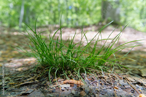 grass in the forest