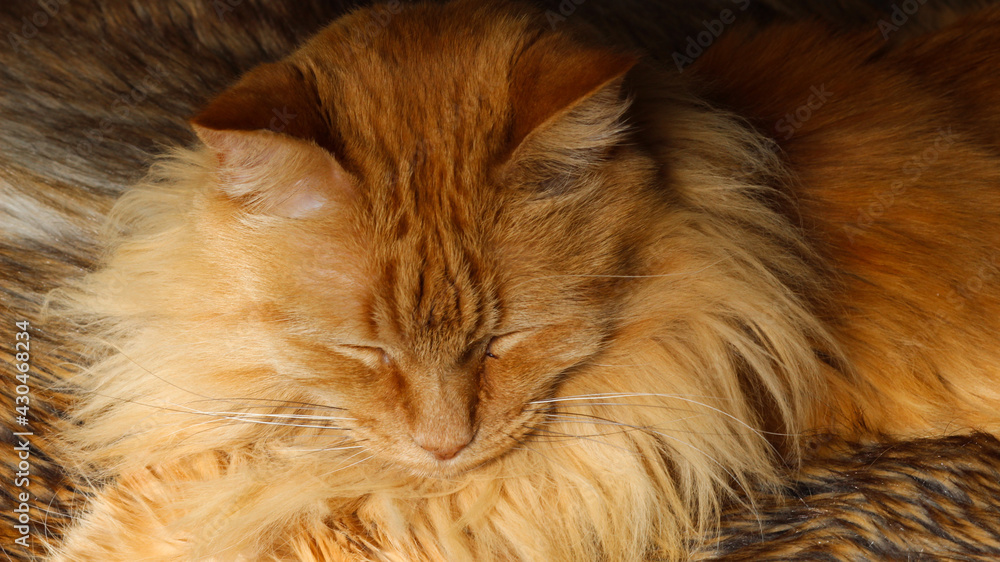 Beautiful healthy Maine Coon relaxing.
