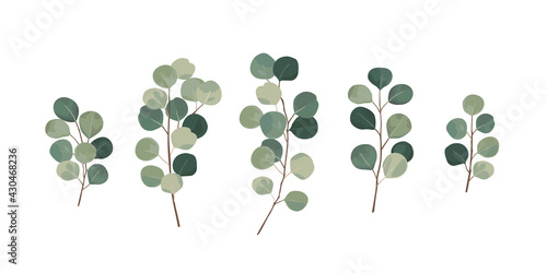 Eucalyptus greenery, gum tree foliage natural leaves branches designer art tropical elements set bundle hand drawn in watercolor style.