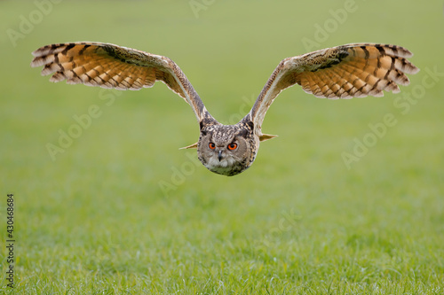 A European Eagle Owl (Bubo bubo) flying over the meadows in the Netherlands. 