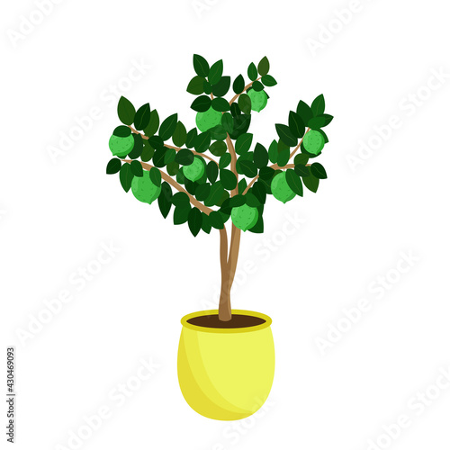 Lime tree in yellow pot isolated on a white background. Citrus green houseplant grows at home. Vector illustration