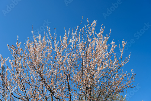 fruit tree full of spring flowers on the blue sky