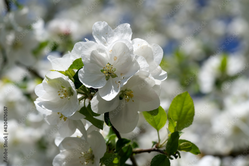 Close-up of white tree blossoms at springtime. Photo taken April 27th, 2021, Zurich, Switzerland. Close-up of white tree blossoms at springtime. Photo taken April 27th, 2021, Zurich, Switzerland.