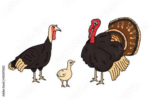 Vector cartoon outline family of male, female, chicken baby poult turkey. Doodle isolated hand drawn animals illustration on white background