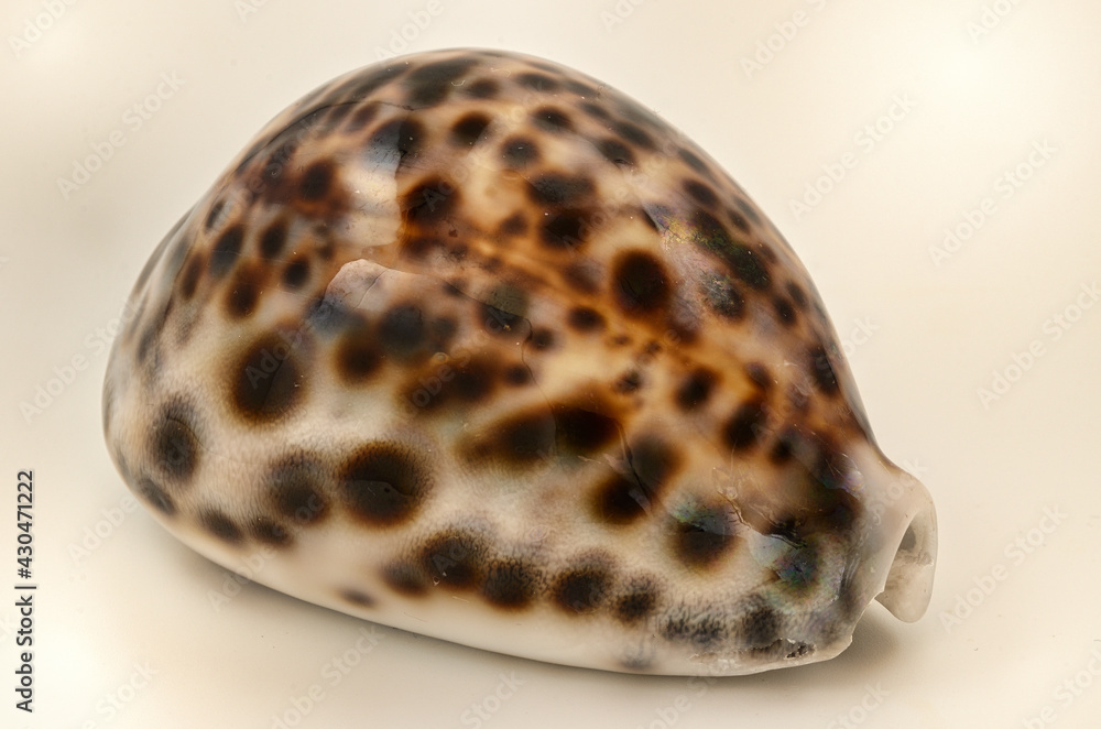 close-up of Cypraea tigris, commonly known as the tiger cowrie. close-up of Cypraea tigris, commonly known as the tiger cowrie.