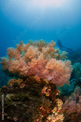 Coral reef and divers