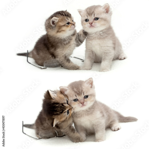 british shorthair kittens play together