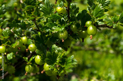 gooseberry shrub with berries in the garden